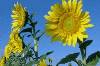 Hoa hướng dương (384Wx256H) - Sunflower 
