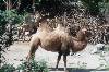Lạc đà (384Wx256H) - Camel 
