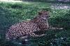 Báo Gêpa (384Wx256H) - Cheetah Gepard 