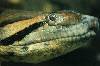 Con trăn Nam Mỹ (384Wx256H) - Anaconda 