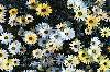 Hoa cúc Châu Phi (384Wx256H) - African daisy 