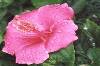 Hoa dâm bụt hồng (384Wx256H) - Pink Hibiscus 