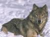 Chó sói hoang (640Wx480H) - Wild wolf 