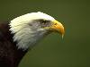 Chim đại bàng (640Wx480H) - Big eagle 